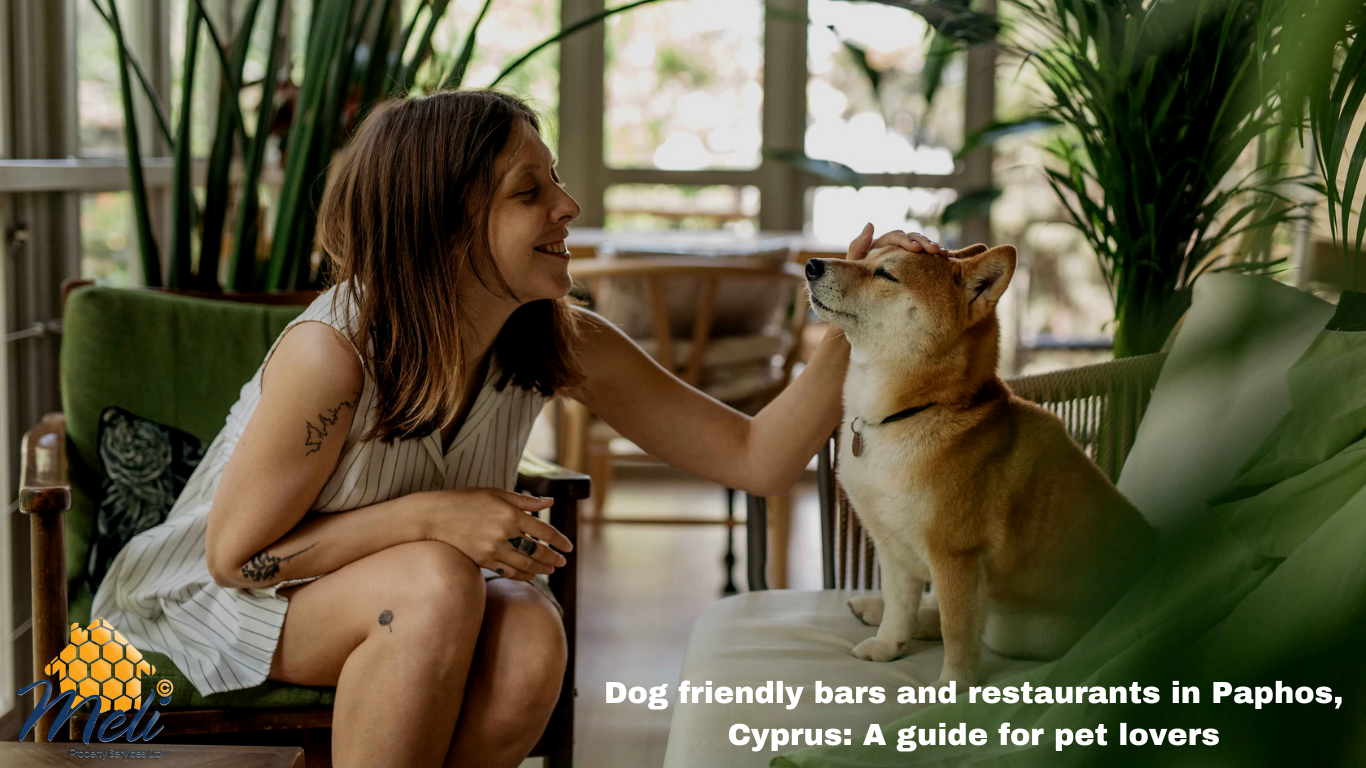 Dog-Friendly Bars and Restaurants in Paphos: A Guide for Pet Lovers
